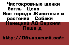 Чистокровные щенки бигль › Цена ­ 15 000 - Все города Животные и растения » Собаки   . Ненецкий АО,Верхняя Пеша д.